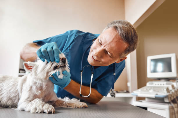 Best Urgent Dental Care for Toothache in Thatcher, AZ